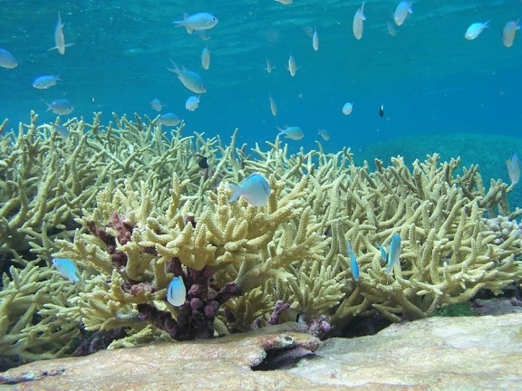 chromis, karang, ikan, staghorn, karang, bawah air, indah