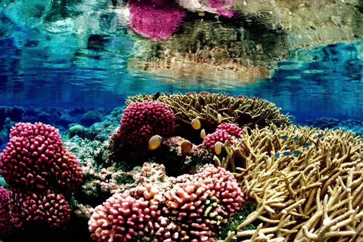 colorful, underwater, landscape, coral, reef