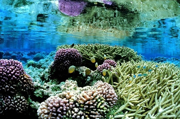 koralja, vrtovima, pod vodom, landcape, slikovit