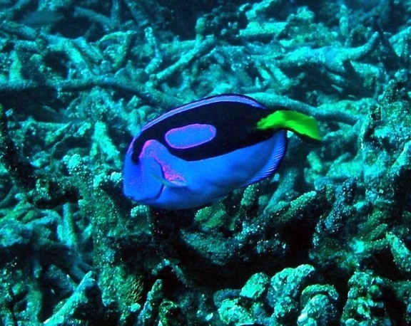Coral reef, fisk, pacific, blå, tan, paracanthurus hepatus