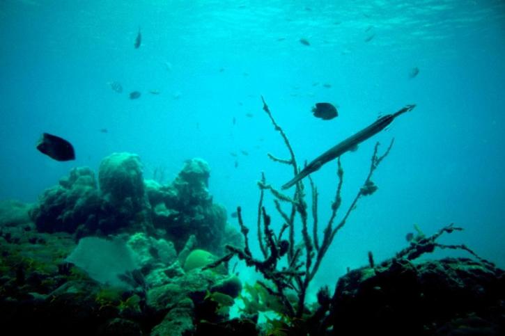 Coral reef, underwarer, foto