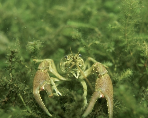 crayfish, up-close, underwater