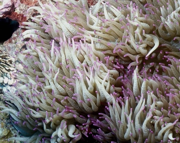 Heteractis, malu, delikat, havet, anemone, vågor, lång, lila, lutad, tentakel