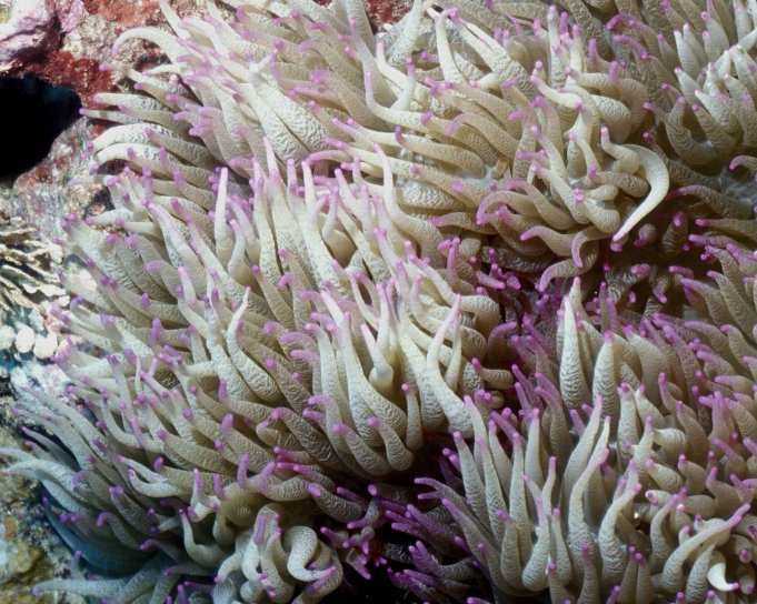 heteractis, malu, tinh tế, biển anemone, sóng, tua dài màu tím, tipped,