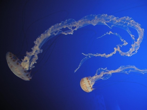 jellyfish, dancing, underwater