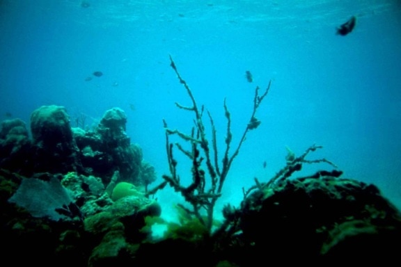 Ocean, koral, reef