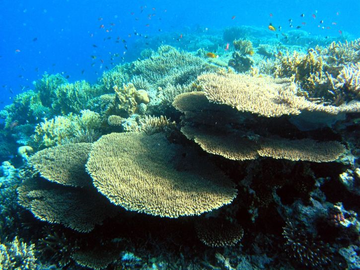 zaštite, Egypts, koraljni grebeni