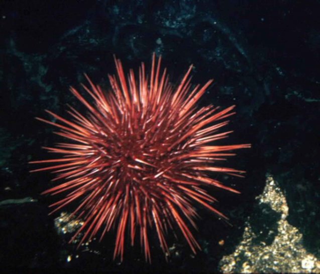 Crveni, mora, morskog ježa