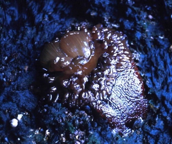 havet, anemone