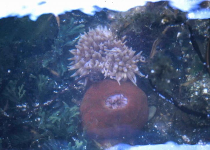 море, anemone, подводни, дива природа