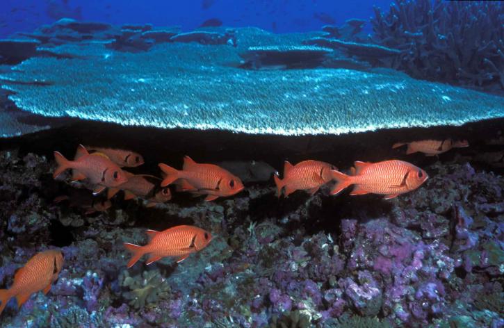 soldierfish, nuotare, coralli