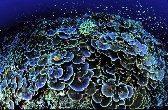 Tourbillons, montipora, aequituberculata, noyau, corail