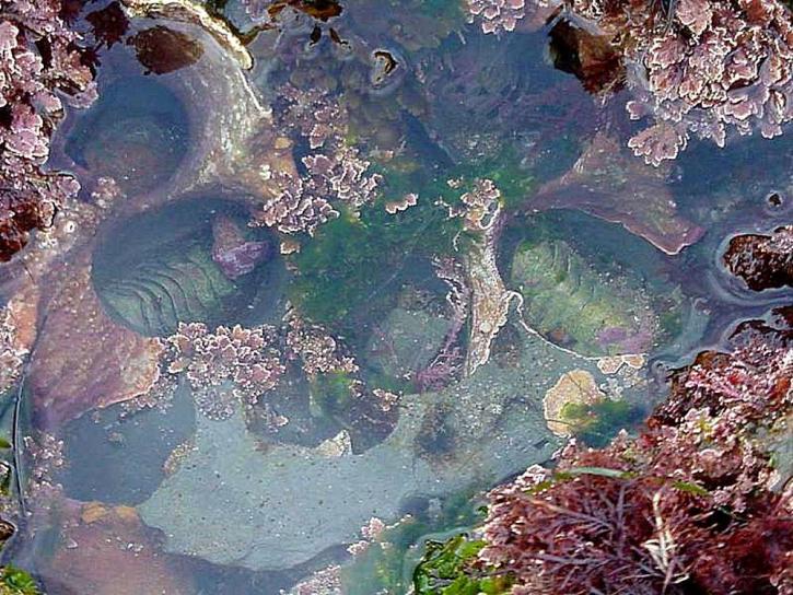 tidepool, vode, morske alge