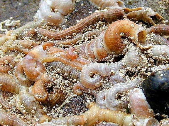 tube, worm, shells, ocean