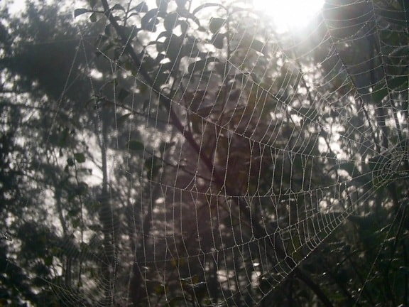 closeup, spiderweb, matin, rosée