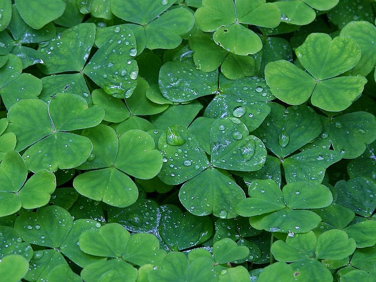 Free picture: clover, dew, drops