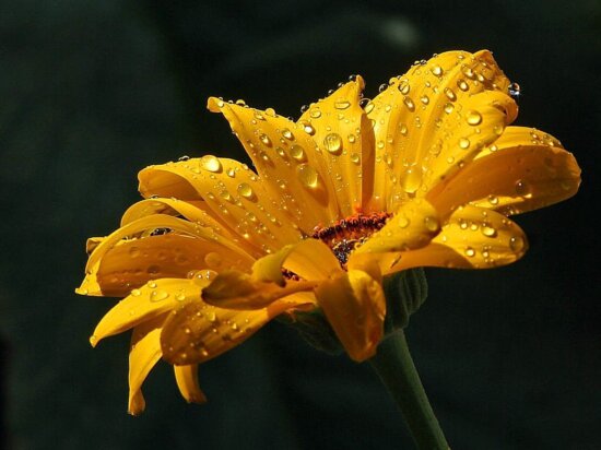 daisy, raindrops