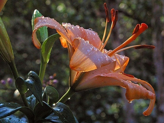 denivka daylilies, kvety, dážď