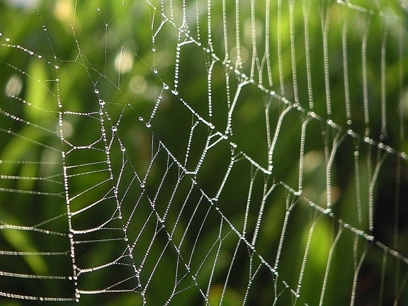 dew, spiderwebs