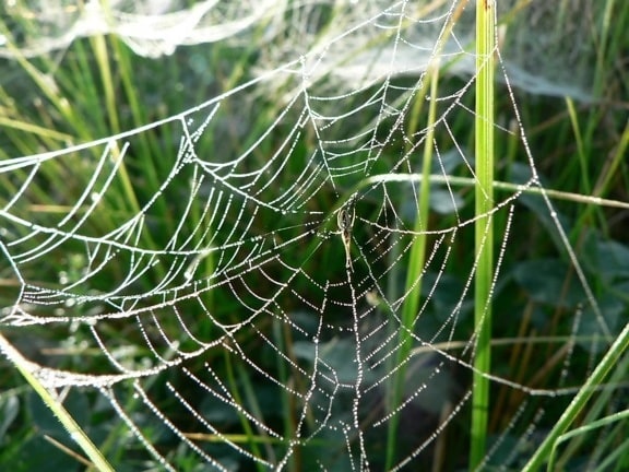 Tau, bedeckt, Spinne, Web