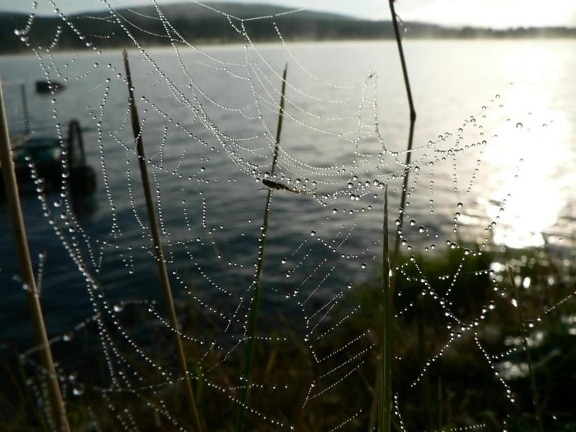 dew, covered, spider, web, water