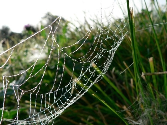 dew, covered, spider, web, grass