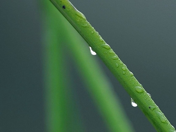 dew, drop, green, grass