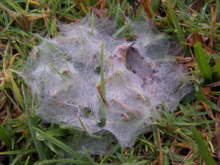 dagg, lastad, spindel, web, gräsmatta