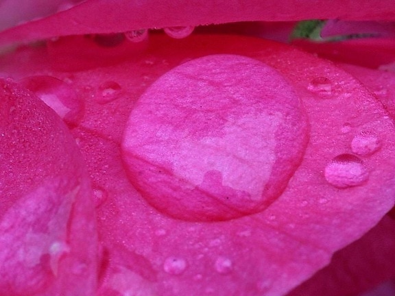 Rosa, růže