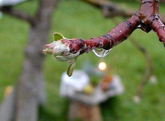 dripping, drops, water, branches, buds, rain