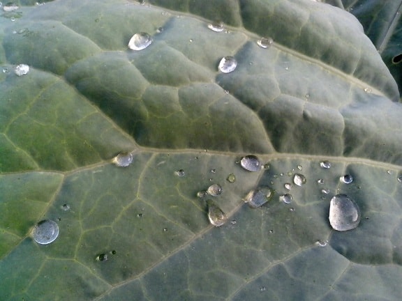 drops, rain, cabbage, leaf