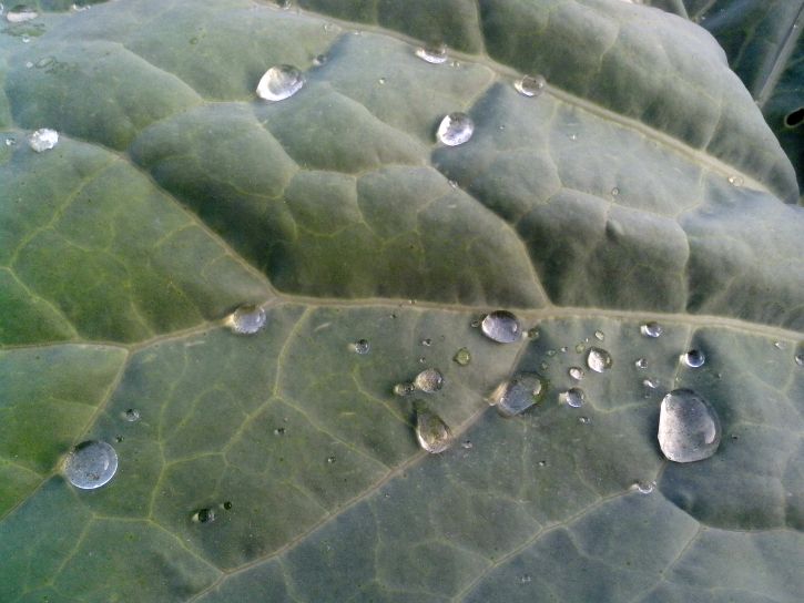drops, rain, cabbage, leaf