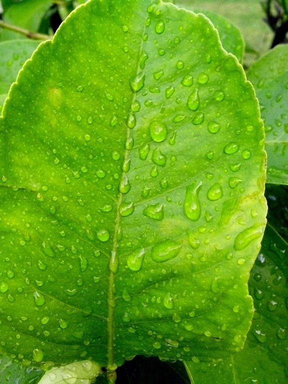 rain, lemon, leaves
