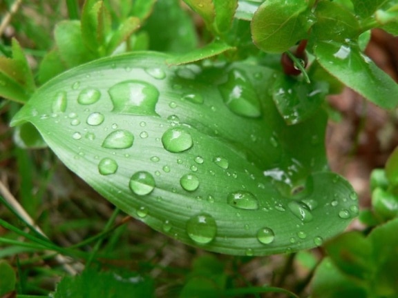 빗방울, 녹색 잎