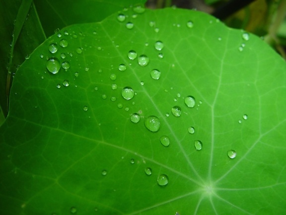raindrops, nasturtium, leaves