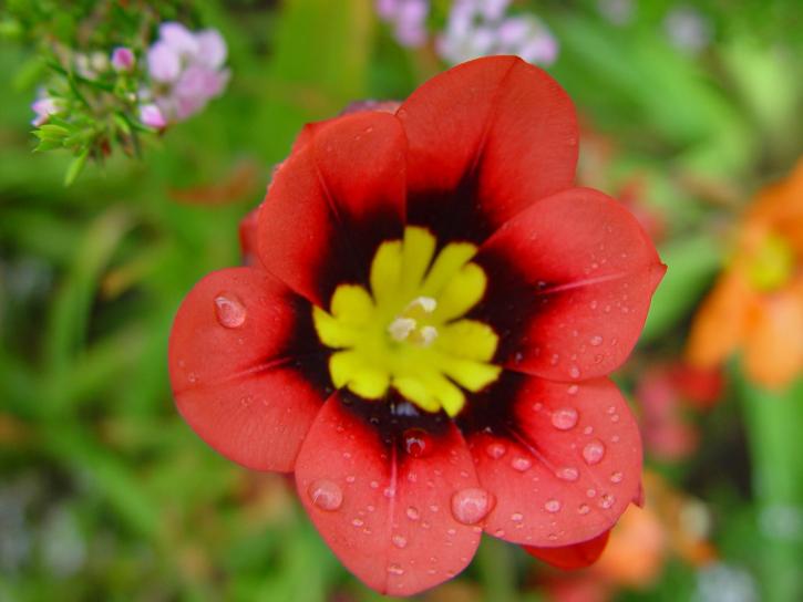 Regentropfen, rot, gelb Blume