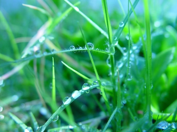 vatten, droppar, gräs