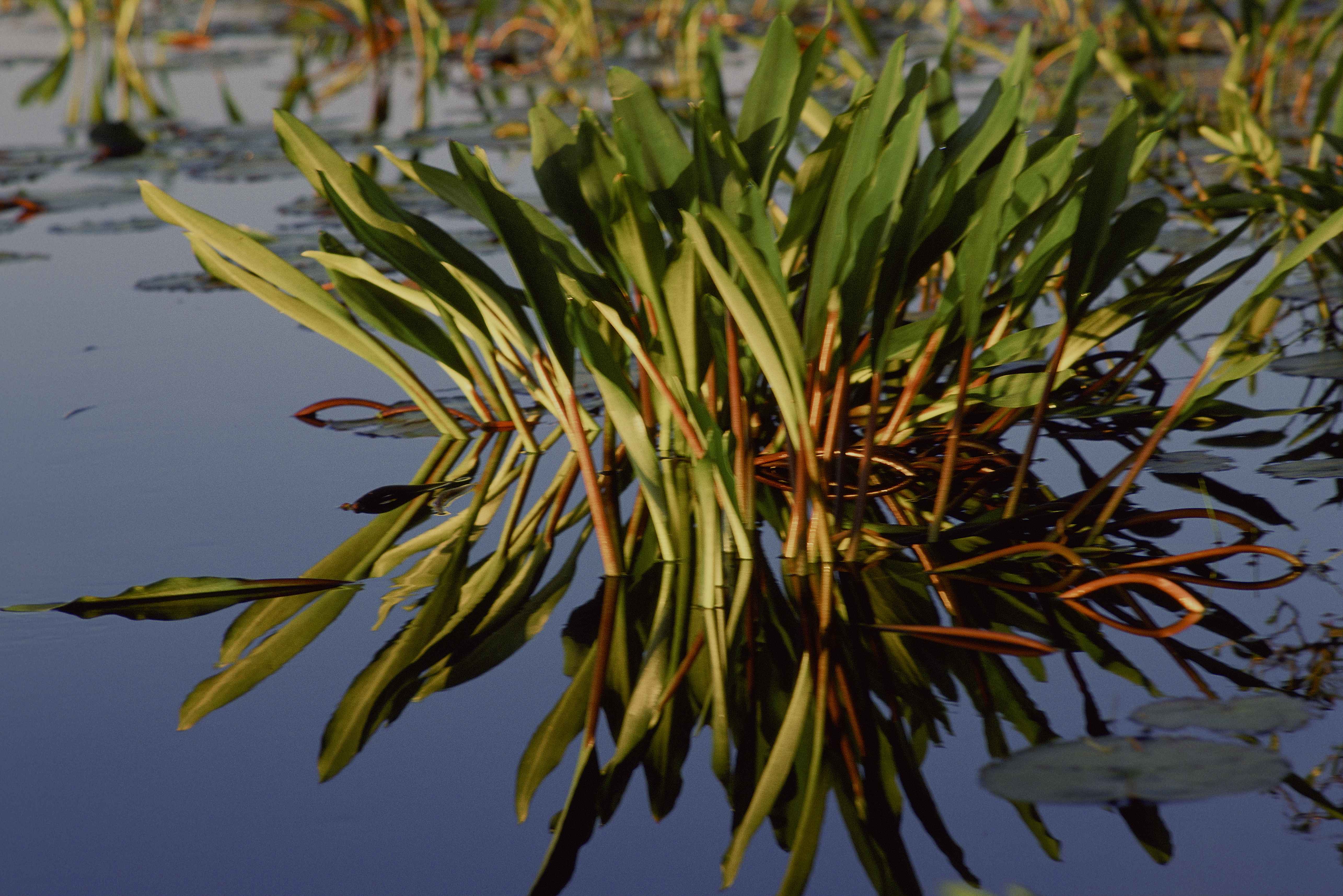 Category vegetated Wetlands