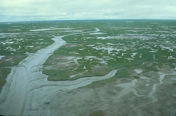 aerial, photography, green, swamp, area