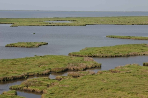 antena, marsh, Pantanal