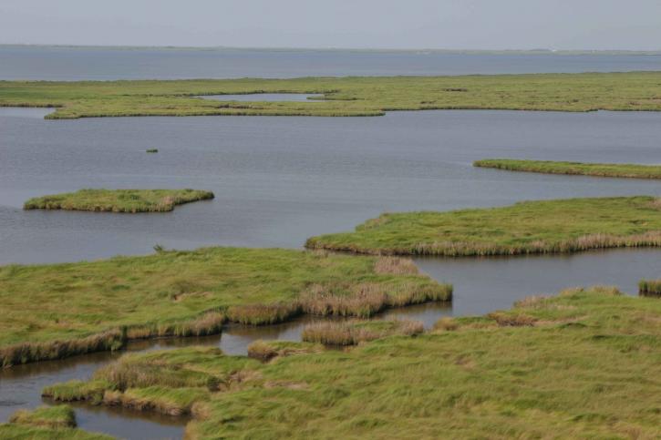 antena, marsh, Pantanal