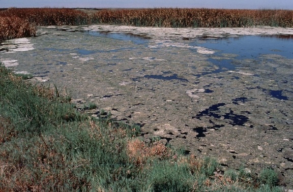 les algues, l'accumulation, Kesterson, désert, refuge