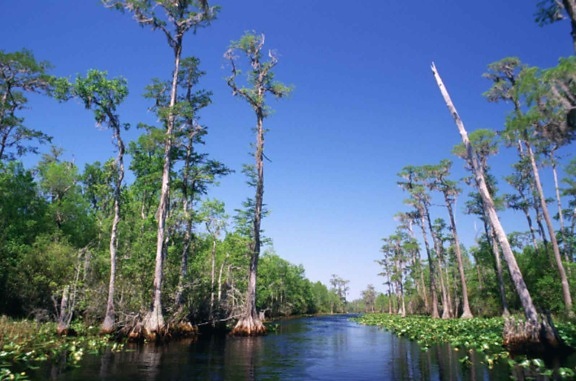 bald, cypress, swamp, open, areas, canoe, boat, trails