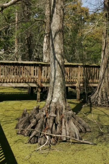 лисий, cypress дерево, що росте, близьким, boardwalk, ряска, покриті, вода