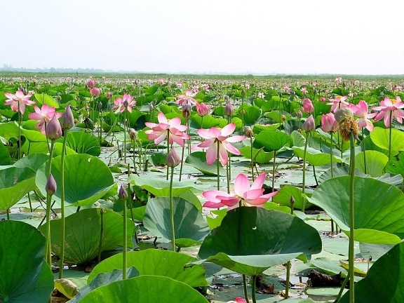 Bangladesh, zonas pantanosas naturales, agua, loto, plantas