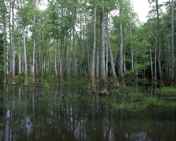 bond, swamp, wilderness, refuge, Georgia