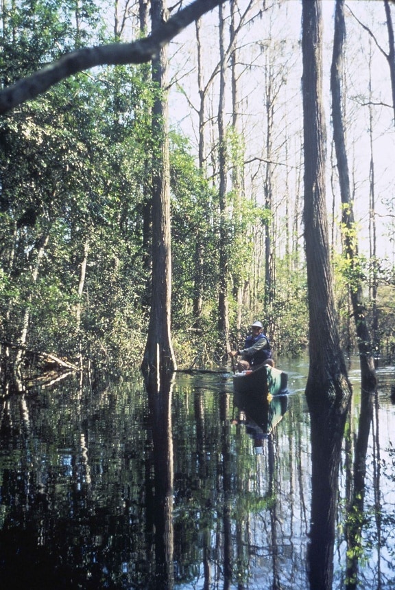 canoeing, swamp, water, trough, forest