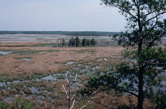 切萨皮克湾湿地