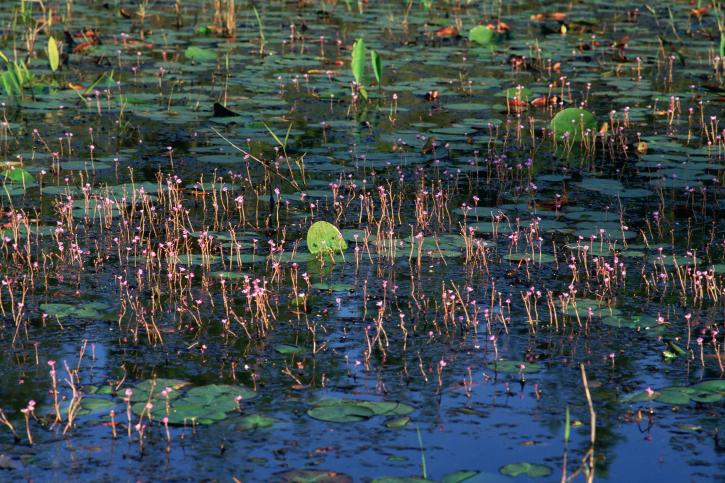 plantas aquáticas, perto, água, superfície, pradarias, Pantanal