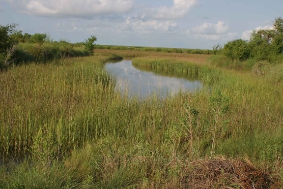 湿地、沿岸環境